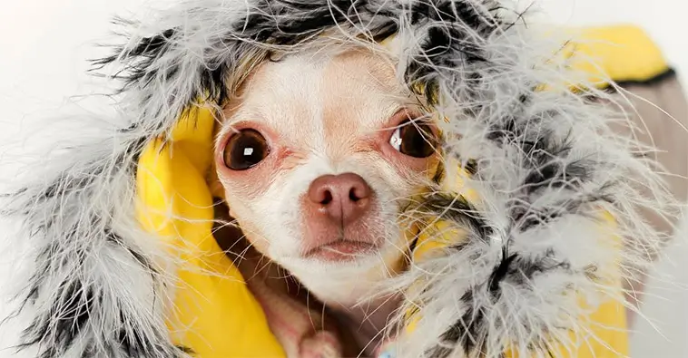 Hypotermi hos hund – fyra tecken du måste ta på allvar