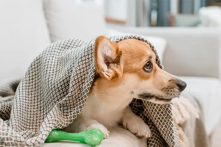 Hypotermi hos hund – fyra tecken du måste ta på allvar