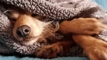 Hypotermi hos hund – fyra tecken du måste ta på allvar