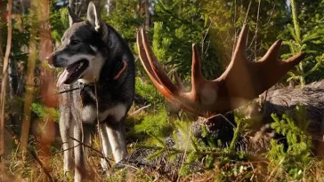 Förbudet hävs: Åter tillåtet att jaga klövvilt med lös hund i Stockholm