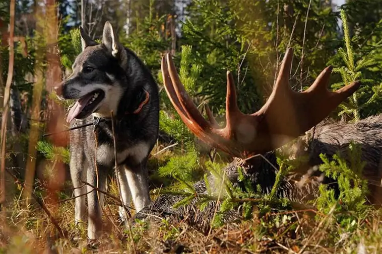 Förbudet hävs: Åter tillåtet att jaga klövvilt med lös hund i Stockholm
