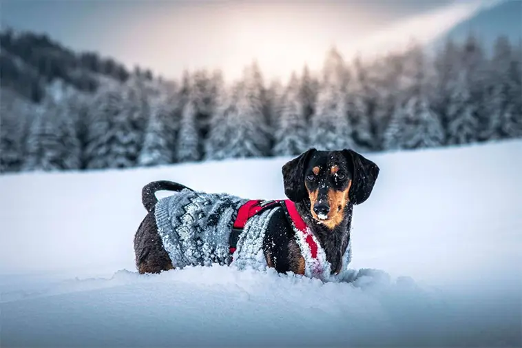 Länsstyrelsens uppmaning: Släpp inte hunden lös i djupa snöspår