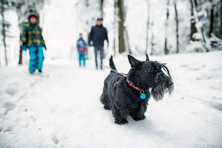 Länsstyrelsens uppmaning: Släpp inte hunden lös i djupa snöspår