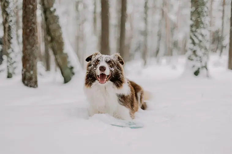 Länsstyrelsens uppmaning: Släpp inte hunden lös i djupa snöspår