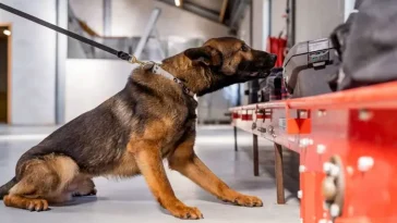 Narkotikasök med hund införs hos LKAB – ska stärka säkerheten