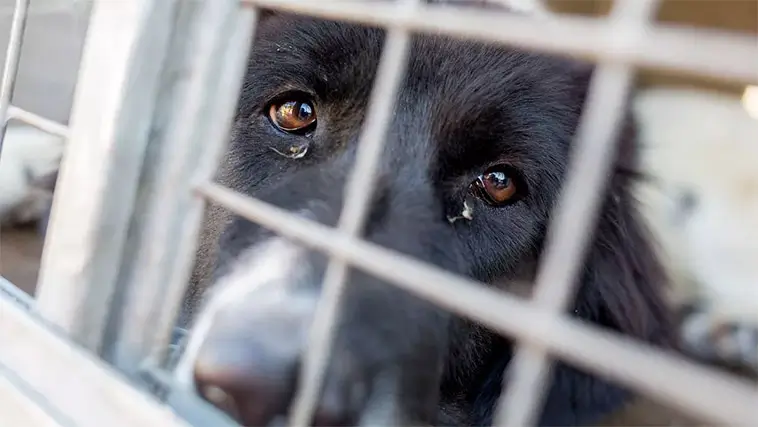 Djurförbud efter upprepade brister – paret vill nu ta hem en hund igen