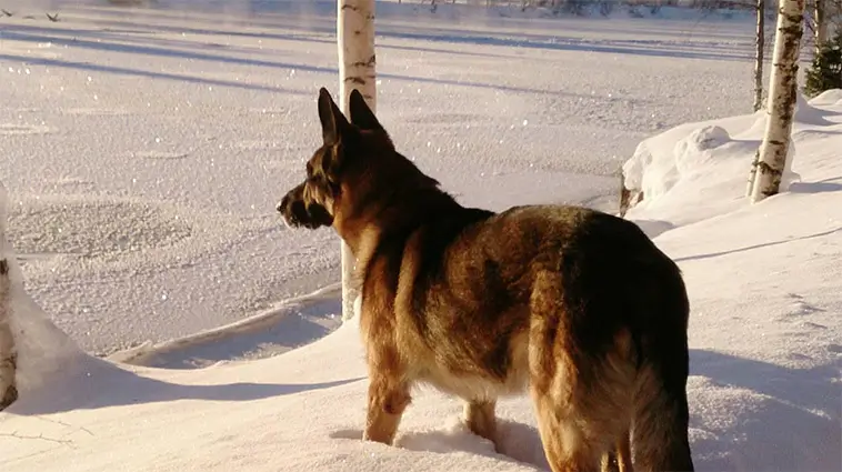 Rastande polishund tvingades undan när tre vargar dök upp