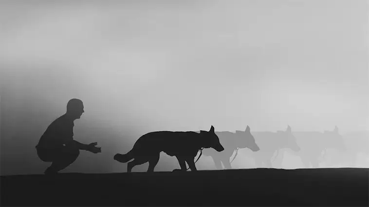 "Säg inte detta" – veterinär varnar för vanlig fras vid avlivning