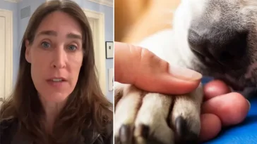 "Säg inte detta" – veterinär varnar för vanlig fras vid avlivning