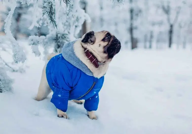 Kylan biter – så skyddar du hunden i vintervädret