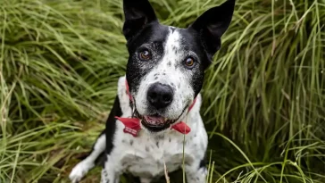 Tre nya hundraser välkomnas i USA – jakthund, terrier och knähund tar plats hos AKC