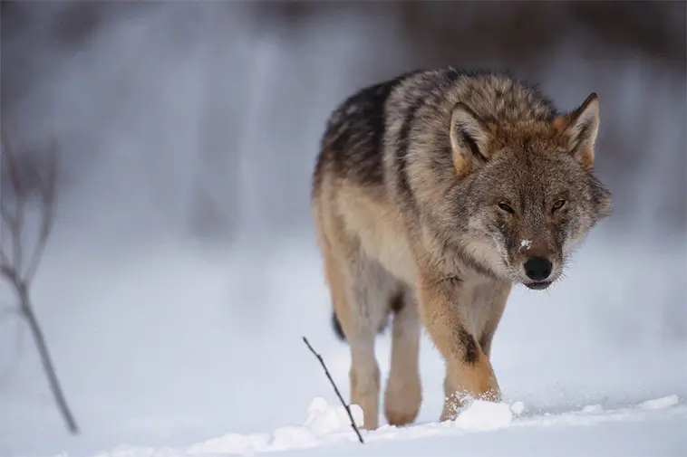 Dubbel vargattack väcker strid om skyddsjakt i Värmland