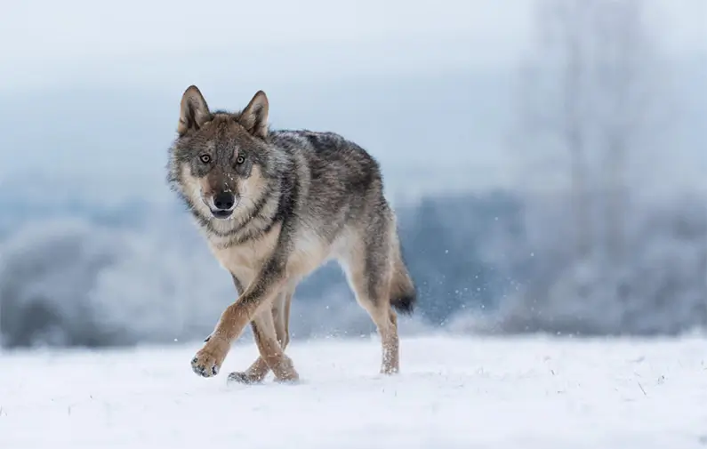 Prime Video inför reklam – betala extra för en annonsfri upplevelse