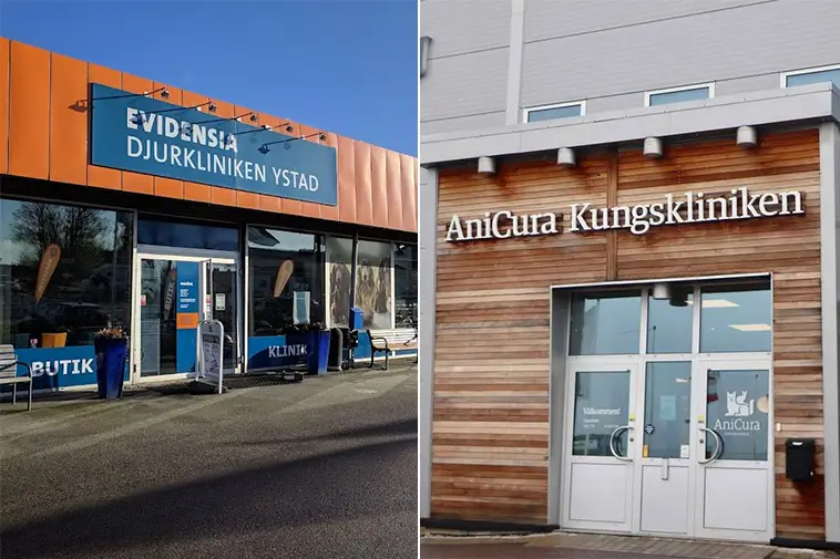 Veterinärnotan rusar – nya siffror visar stora skillnader i priser