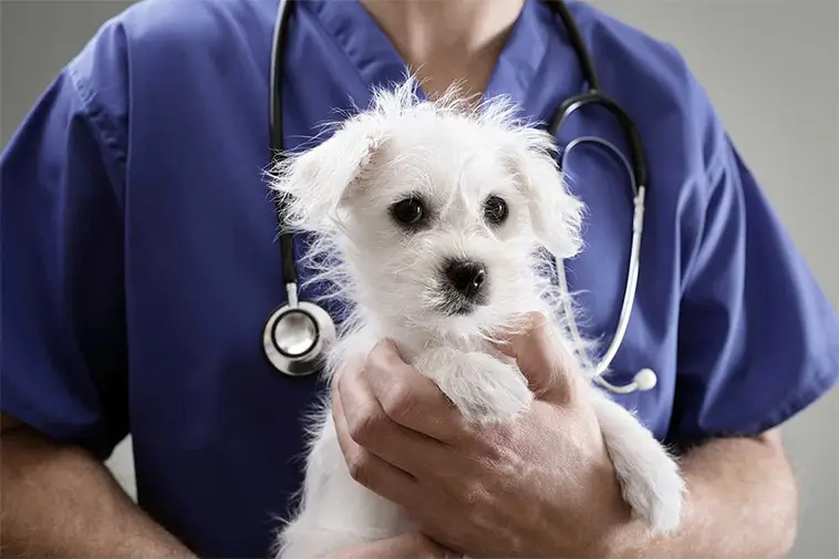Veterinärnotan rusar – nya siffror visar stora skillnader i priser