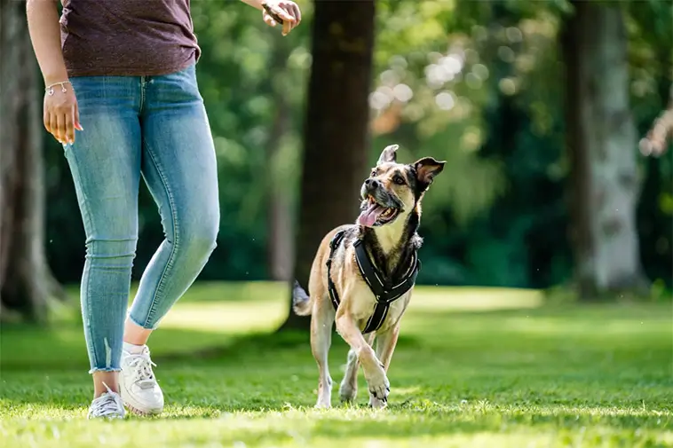 Från 1 mars skärps kraven på hundägare – så ska hundar hållas under kontroll