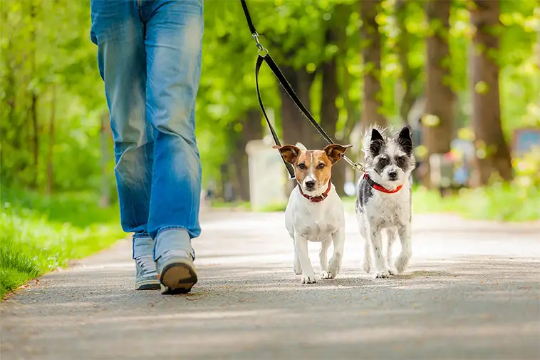 Från 1 mars skärps kraven på hundägare – så ska hundar hållas under kontroll