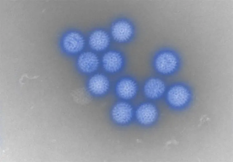 Forskare varnar: Blåtungevirus kan även infektera hundar och katter