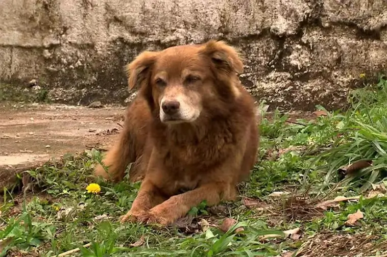 Trogen hund levde vid ägarens grav i tio år – inspirerar ny lag i Brasilien