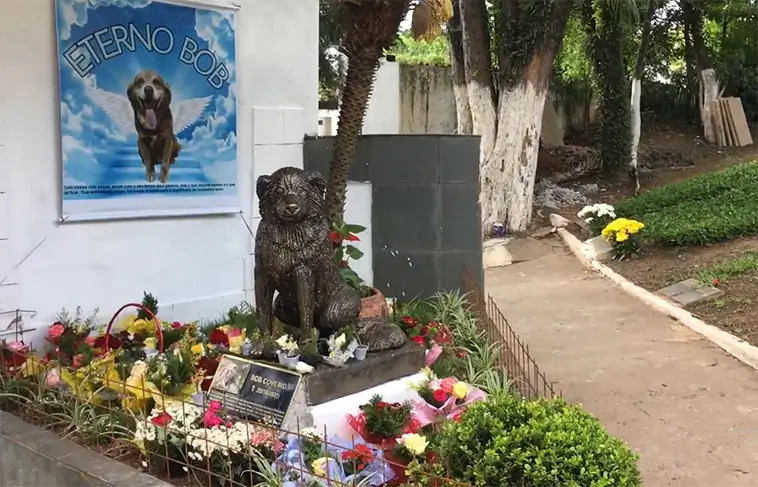 Trogen hund levde vid ägarens grav i tio år – inspirerar ny lag i Brasilien
