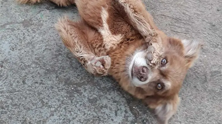 Trogen hund levde vid ägarens grav i tio år – inspirerar ny lag i Brasilien