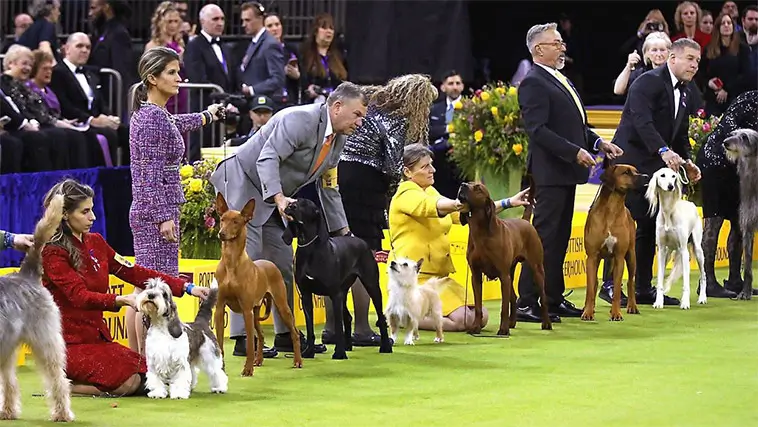 Dobermannen Penny skrev historia – tog hem Best in Show i New York