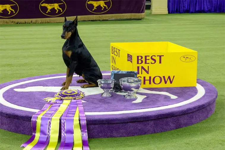 Dobermannen Penny skrev historia – tog hem Best in Show i New York