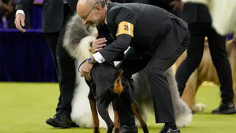 Dobermannen Penny skrev historia – tog hem Best in Show i New York