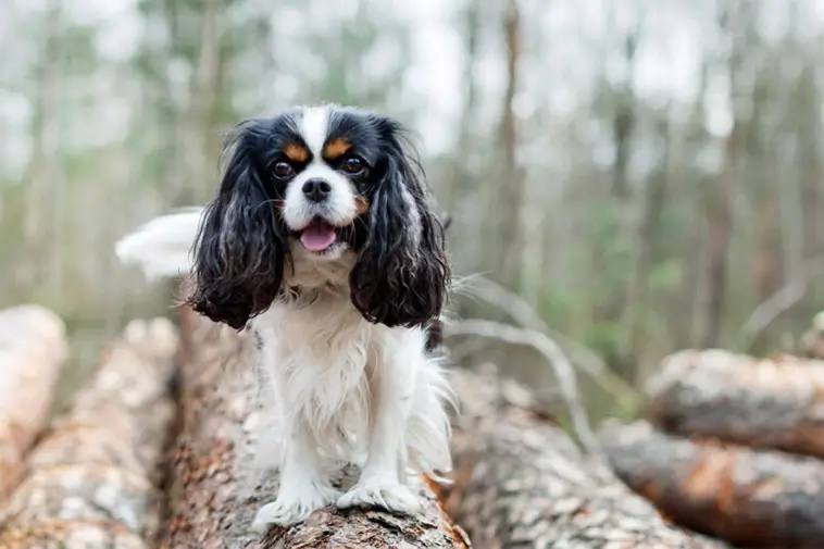 Allt om King Charles Spaniel: Egenskaper, ursprung och skötsel