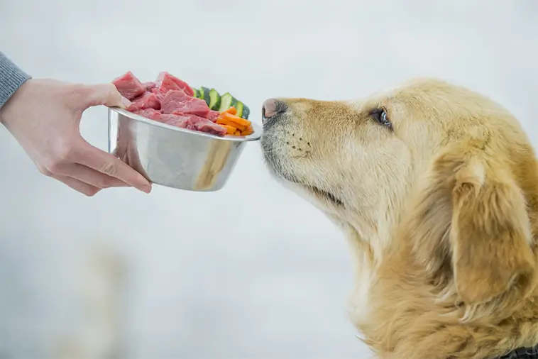 Veterinär: "Ett enda kostbyte kan ge din hund upp till tre extra år"
