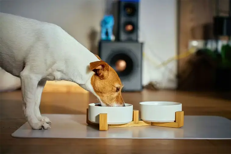 Veterinär: "Ett enda kostbyte kan ge din hund upp till tre extra år"