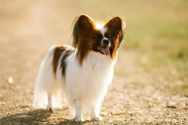 Papillon – charm, intelligens och energi i miniformat