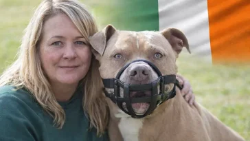 XL Bully-förbudet skärps i Irland – över 1 400 undantag beviljade