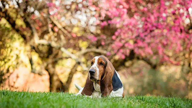 Basset Hound – den långsamma charmören med näsa för äventyr