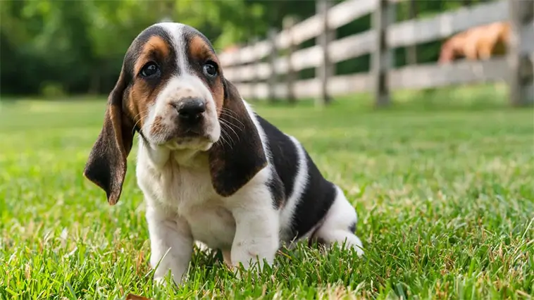 Basset Hound – den långsamma charmören med näsa för äventyr