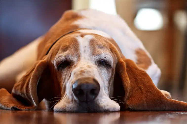 Basset Hound – den långsamma charmören med näsa för äventyr
