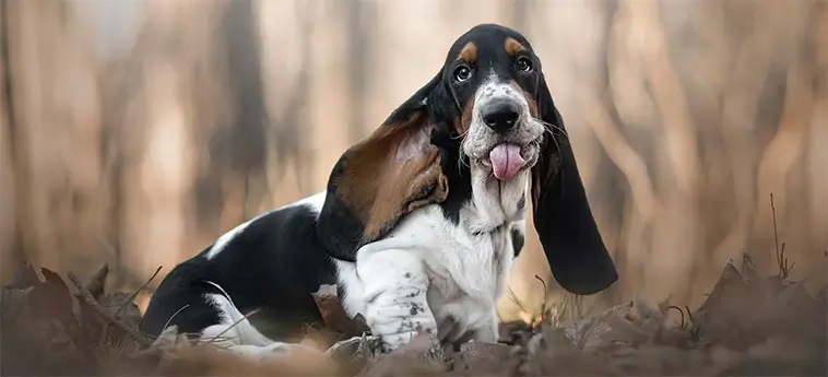 Basset Hound – den långsamma charmören med näsa för äventyr