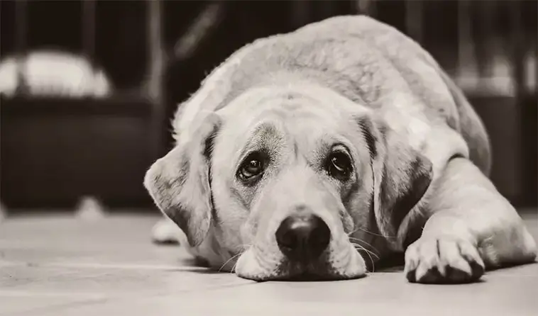 När hunden inte längre är sig lik – så yttrar sig kognitiv svikt hos äldre hundar
