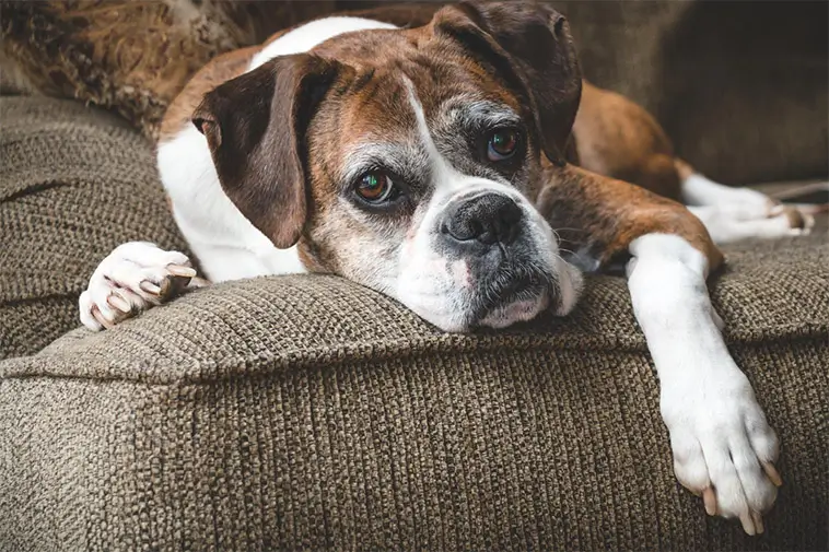 När hunden inte längre är sig lik – så yttrar sig kognitiv svikt hos äldre hundar