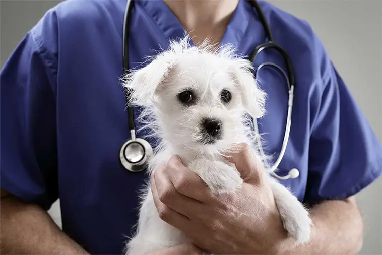 Undersökning: Djurägare kräver tydligare prisinformation hos veterinärer