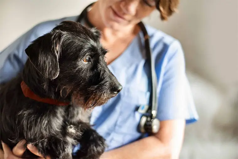 Undersökning: Djurägare kräver tydligare prisinformation hos veterinärer