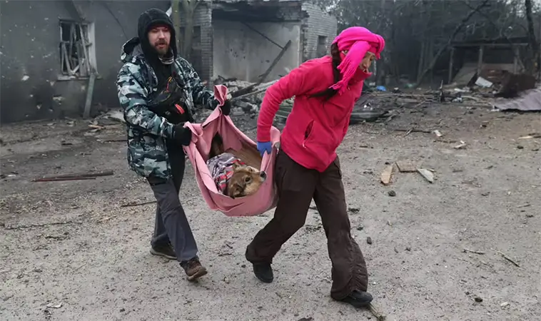 Dödlig attack mot djurhem i Ukraina – minst 13 hundar dödade