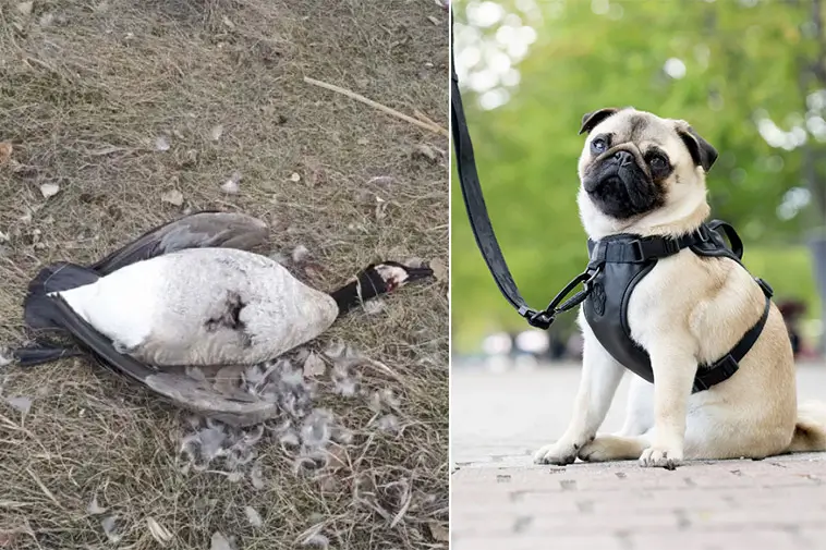 Ovanligt många döda fåglar på Österlen – råd till hundägare