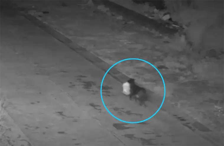Hund i sopskandal – ägare misstänks ha tränat hund att dumpa skräp