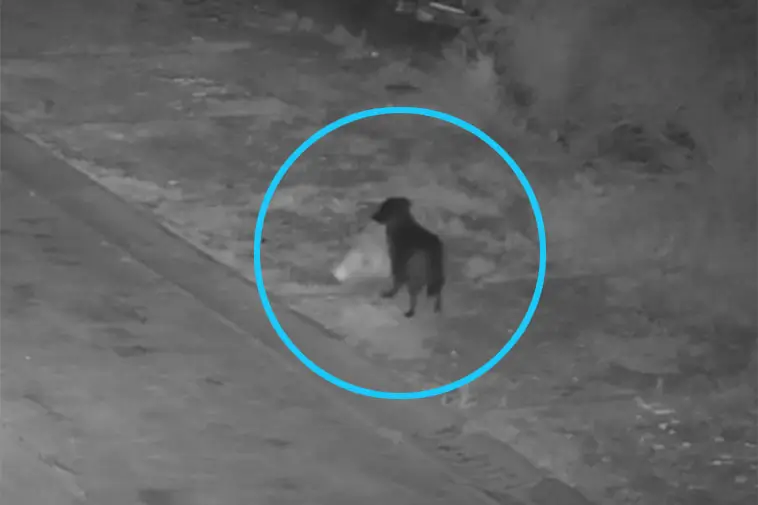 Hund i sopskandal – ägare misstänks ha tränat hund att dumpa skräp