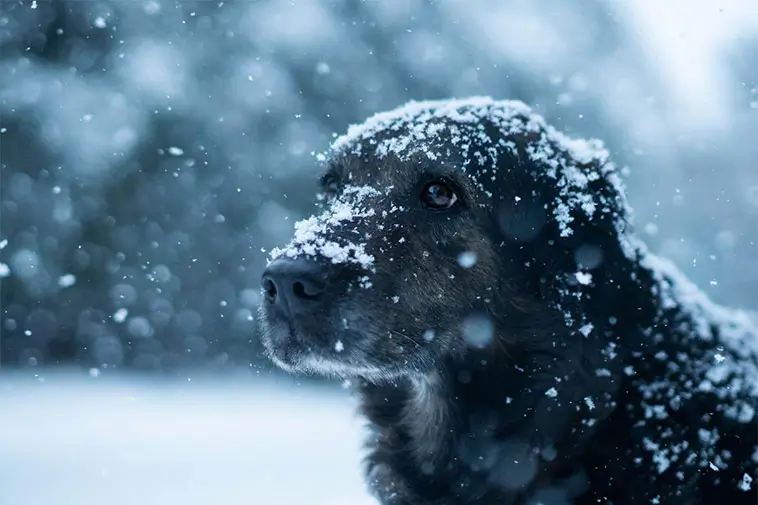 Hund frusen och fastbunden – man döms för brott mot djurskyddslagen