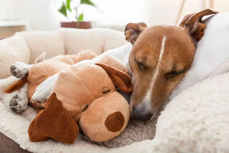 Vision svarar: När hunden blir sjuk – vad har du rätt till på jobbet?