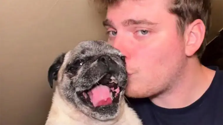Influencer erkänner fejkad hundkidnappning – möts av kraftig kritik