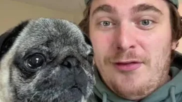 Influencer erkänner fejkad hundkidnappning – möts av kraftig kritik
