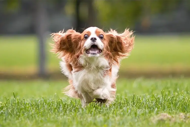 Hundtränarens enkla knep: Så får du hunden att komma direkt när du ropar